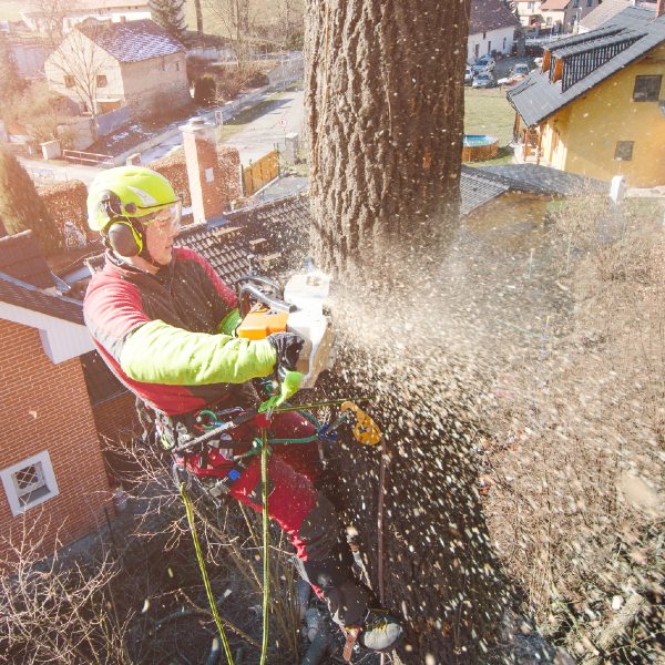 Træfældning af arborist