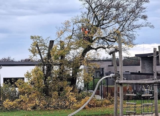et træ ved en skole er faldet. Michael kommer og rydder det